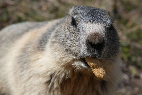 Dağdaki doğal ortamında yer fıstığı yiyen dağ sıçanı.