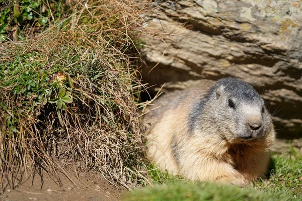 Alp dağ sıçanı, kayalık çıkıntıların yakınındaki canlı otların arasına yerleşmiş, yeşil alanlarla dolu doğal dağlık bir arazide huzurlu varlığını vurguluyor.