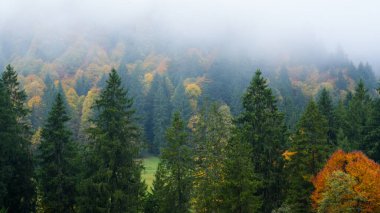 Yoğun ormanlarda sislerle kaplanmış sonbahar ve sonbahar ağaçları zengin renklerle dolu sakin ve pitoresk bir doğal manzara yaratıyor.