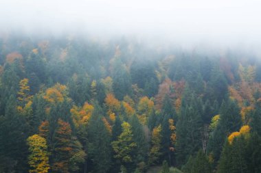 Güz ormanı sahnesi, sisli, canlı ağaçları kaplayan yeşil ve altın yaprakların karışımı, huzurlu ve sakin bir atmosfer yaratır.