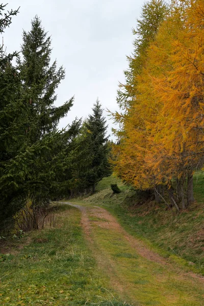 Dönek bir patika, sonbaharda uzun yeşil ağaçların ve sarı yaprakların arasında dolanıyor.