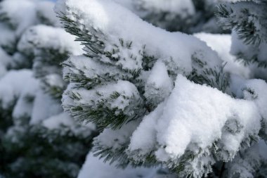 Taze karla süslenmiş, güneş ışığıyla aydınlatılan Evergreen dalları, doğanın güzelliğini ve mevsimsel sükuneti vurgulayan, huzurlu bir kış sahnesi yaratır.