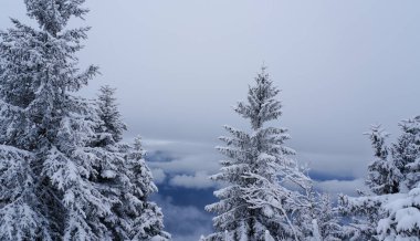 Kış mevsiminde, bulut denizi üzerinde karla kaplı her yer yemyeşil ağaçlar. Puslu vadi ve yumuşak ışık doğal kopya alanı ile sakin, minimalist bir sahne oluşturur..