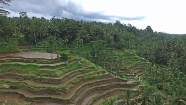 Vliegen boven de rijstvelden op Bali — Stockvideo