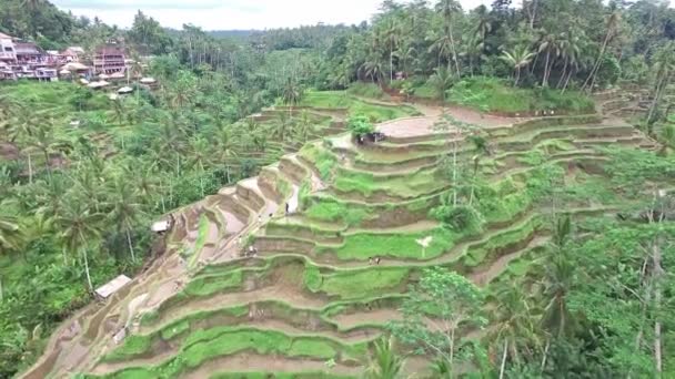Полет над рисовыми террасами на Бали — стоковое видео