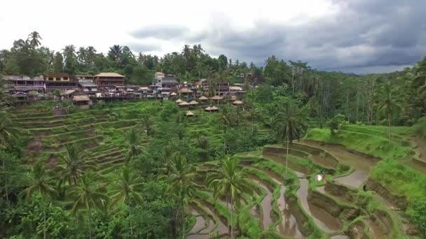 Fliegen über Reisterrassen auf Bali — Stockvideo