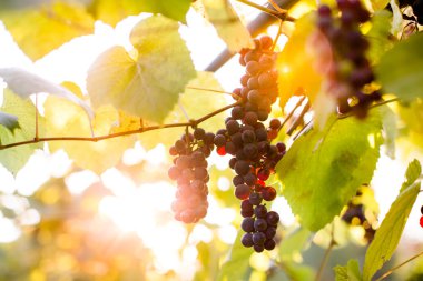 Mor üzüm kümeleri çekilmeye hazır asma üzerinde