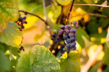 Mor üzüm kümeleri çekilmeye hazır asma üzerinde