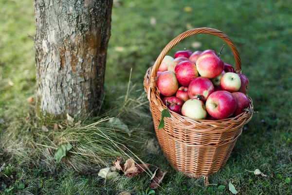 Корзина, полная блестящих яблок в саду — стоковое фото