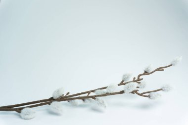 Kabarık beyaz tomurcuklu iki dal basit bir arkaplanda uzanıyordu. Sahne, yeni büyümenin özünü ve değişen mevsimleri yakalıyor. Tomurcukların dokusuna odaklanıyoruz..