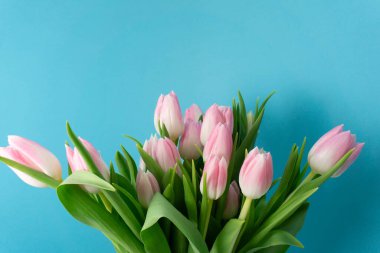 Bir grup pembe lale mavi bir yüzeye oturur. Çiçeklerin yeşil yaprakları var ve birlikte duruyorlar. Çiçek açtılar ve baharı temsil ediyorlar. Bu sahne renkleri ve doğayı gösteriyor..