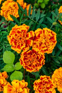 Yoğun yeşil yapraklarla çevrili, turuncu ve kırmızı tonlarda kadife çiçekleri içeren canlı bir demet. Çiçekler, yaprakların üzerinde çarpıcı bir kontrast oluşturarak, katmanlı taç yapraklarını sıcak eğimle gösteriyor. Resim yemyeşil dokuyu vurgular 