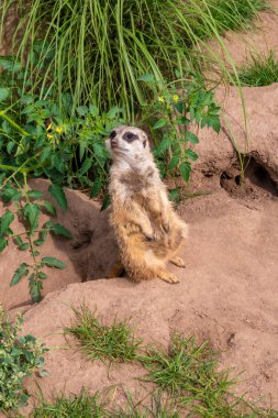 Meraklı bir mirket, yeşil bitkiler ve kumlu zemin ile çevrili yuvasının girişinin yanında dikiliyor. Hayvan, çevresini parlak gözler ve odaklanmış bir ifadeyle gözlemleyerek tetikte görünür. Bu vahşi yaşam görüntüsü doğal davranışı yakalıyor.
