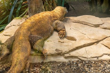 Sıcak bir taş yüzeyde dinlenen bir Komodo ejderhası büyük gövdesini, pürüzlü pullarını ve güçlü pençelerini gösteriyor. Sahne, bu ikonik sürüngenin doğal ortamdaki etkileyici boyutunu ve dokusunu vurguluyor. Bu da onu vahşi yaşam için uygun kılıyor.