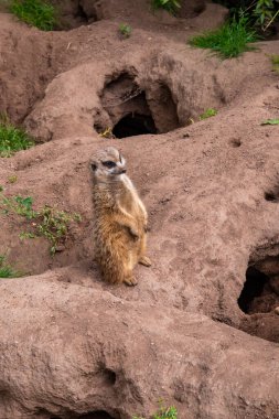 Bir mirket, kumlu bir tepecikte dikilip, çevresini gözlüyor. Hayvanın yuvası sisteminde arka planda birden fazla açıklık görülebilir. Özenli duruşu ve doğal habitatı türlerin sosyal davranışlarını ve kanunsuzluğunu vurgular.