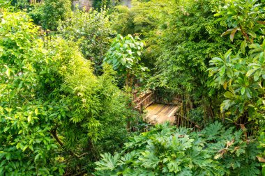 Bir ahşap geçit, tropikal ya da orman benzeri bir ortamda yoğun, canlı yeşil yapraklarla kısmen gizlidir. Geniş yaprakları ve katmanlı dokuları olan çeşitli bitki türleri yolu çevreleyerek tenha ve dalgın