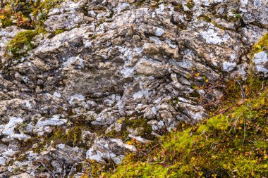 Yosun, liken ve küçük bitkilerle kaplı engebeli bir alp kayası yüzeyinin detaylı bir yakın çekimi. Kalıplı taş tabakalar ve çatlaklar gösteriyor, beyaz ve gri mineral desenleri canlı yeşil ve sarı yosunlarla çelişiyor. Topraksı
