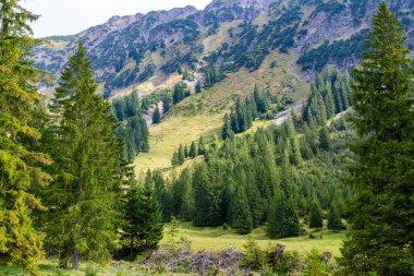 Bereketli bir dağlık vadi, sık yeşil ormanlarla benekli kayalık yamaçlara doğru uzanır. Uzun köknar ağaçları ön planı çerçevelerken, orta zemin sık ormanlarla çevrili yuvarlak çayırlara açılır. Daha yükseğe, çalılar ve e