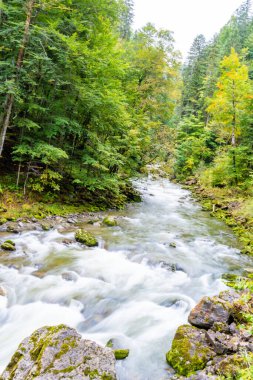 Canlı bir orman nehri kayaların üzerinden akar, ipeksi uzun pozlama etkisi ile yakalanır. Nehrin her iki yakasında da yemyeşil ağaçlar var. Kıyılar boyunca yosun kaplı taşlar zengin dokular ekliyor. Parlak, hızlı hareket eden su yoğunlukla çelişiyor.