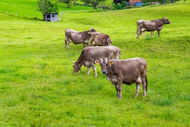 Birkaç kahverengi inek yemyeşil bir yamaçta otlar ve dinlenir. Manzara, yuvarlanan çimenli arazi, arka planda küçük bir ahşap kulübe ve tepenin daha yukarısında kısmen görülebilen çiftlik yapılarına sahiptir. Sahne sakin bir kırsal kesimi yansıtıyor.