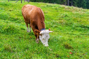 Kahverengi ve beyaz bir inek yamaçtaki bir çayırda taze yeşil çimlerde huzur içinde otluyor. İnek, boynuna geleneksel bir zil takarak beslenmek için başını eğiyor. Bereketli bitki örtüsü ve yumuşak yamaçlarla çevrili manzara, sakin bir kırsal kesimi yakalar.