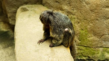 Şirin Yumuşak Bebek Maymun Oturuyor, Küçük Primat Vahşi Yaşam Hayvan Portresi