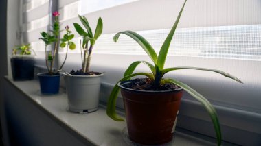 Beyaz pencere pervazındaki saksılarda kapalı ev bitkileri. Yeşil saksı bitkileri ve çiçekleri ev içi sıcacık, pencerenin doğal ışığı, minimalist oda dekorasyonu natürmort hayat, taze yeşillik ayrıntıları..