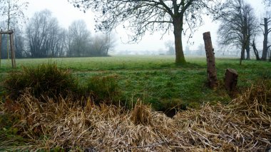 Kışın sisli yeşil çimen tarlası. Taze yeşil çimenler, düşük görüş mesafesi ve gri gökyüzü, sonbaharın sonlarında ya da kışın başlarında sakin mevsimsel manzara.