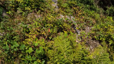 Yeşil çimenler, çalılar ve ağaçlarla yaz doğası. Bereketli bitki örtüsü, doğal manzara, açık hava ortamı, taze yeşillik ve huzur dolu manzara..