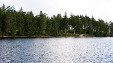 Bereketli yeşil ağaçlar ve doğal manzarayla çevrili manzaralı yaz gölü. Sakin su, temiz hava ve doğada huzurlu bir atmosfer..