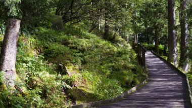 Yeşil çimenler, çalılar ve ağaçlarla yaz doğası. Bereketli bitki örtüsü, doğal manzara, açık hava ortamı, taze yeşillik ve huzur dolu manzara..