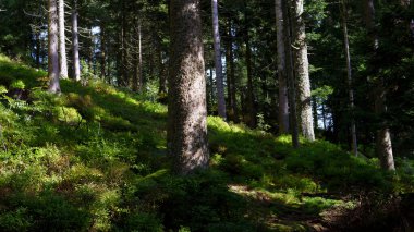 Yeşil çimenler, çalılar ve ağaçlarla yaz doğası. Bereketli bitki örtüsü, doğal manzara, açık hava ortamı, taze yeşillik ve huzur dolu manzara..