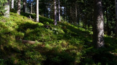 Yeşil çimenler, çalılar ve ağaçlarla yaz doğası. Bereketli bitki örtüsü, doğal manzara, açık hava ortamı, taze yeşillik ve huzur dolu manzara..