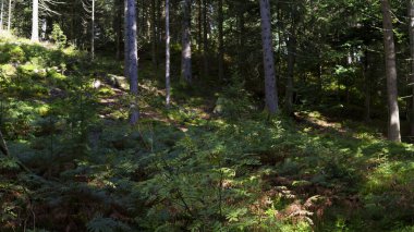 Yeşil çimenler, çalılar ve ağaçlarla yaz doğası. Bereketli bitki örtüsü, doğal manzara, açık hava ortamı, taze yeşillik ve huzur dolu manzara..