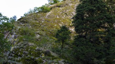 Yeşil çimenler, çalılar ve ağaçlarla yaz doğası. Bereketli bitki örtüsü, doğal manzara, açık hava ortamı, taze yeşillik ve huzur dolu manzara..
