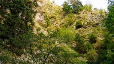 Yeşil çimenler, çalılar ve ağaçlarla yaz doğası. Bereketli bitki örtüsü, doğal manzara, açık hava ortamı, taze yeşillik ve huzur dolu manzara..