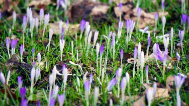 Narin kır çiçekleri bir çayırda ilkbaharın ilk belirtileri gibi çiçek açıyor. Geçen yıl küçük sarı ve beyaz çiçekler kuru çimenler ve taze yeşil yapraklar arasında belirir. Yumuşak doğal gün ışığı hassas taç yaprakları ve yeni büyümeyi vurgular.