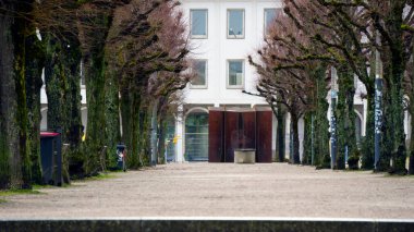 Uzun olgun ağaçlar düz bir park yolu üzerinde mükemmel bir tepe örtüsü oluşturur. Dalları zarif bir şekilde üzerlerinde uzanır. Güneş ışığı yeşil yaprakların arasından süzülür, aşağıdaki asfalt yolda gölgeler bırakır. Sahne huzurlu, gölgeli bir yürüyüş yolu oluşturuyor.