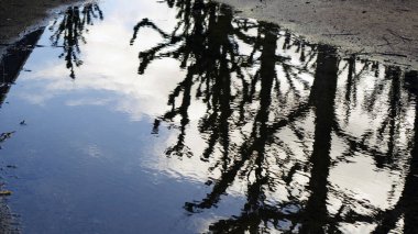 Yerde küçük bir yağmur birikintisi yakınlardaki ağaçların net yansımalarını gösteriyor. Dallar ve gövdeler durgun su yüzeyinde ayna görüntüsü gibi görünür. Yumuşak doğal ışık ve ıslak asfalt sakin, biraz melankolik bir atmosfer yaratır..