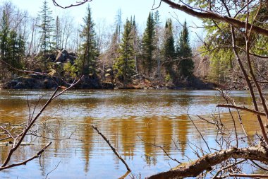 Saf dallar ve açık mavi gökyüzünün altındaki yemyeşil ağaçlarla çerçevelenmiş, altın yansımalarıyla huzurlu bir nehir. Doğa, sükunet ve vahşi doğa temaları için mükemmel..