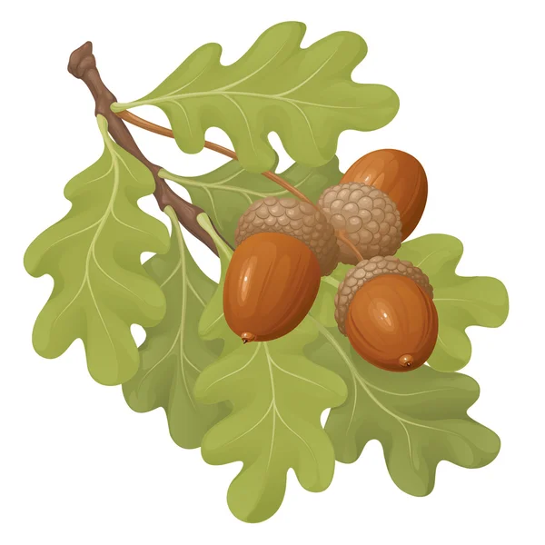 Rama de roble con bellotas — Vector de stock