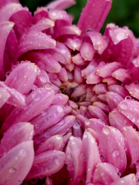 Kasımpatı, Çiçek, Yaprak, Çiçek, Dekor, Renk, Su Damlası