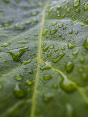 yeşil yaprak üzerinde yağmur damlaları