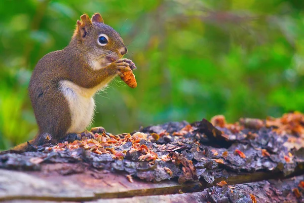红松鼠吃东西 — 图库照片