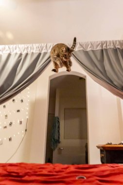 Yumuşak kırmızı bir battaniyeyle kaplı rahat bir yatağın üzerinde oturan tüylü bir kedi, odada sıcak bir atmosfer yaratıyor.