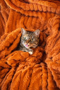 Pofuduk turuncu bir battaniyeden dışarı bakan sevimli bir kedi. Sıcaklık ve rahatlık yayıyor. Hayvanlar için mükemmel..