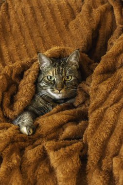 Çekici bir tekir kedi, sıcak, tüylü turuncu bir battaniyeden dışarı bakar. Işıl ışıl bir rahatlık ve huzur saçar..
