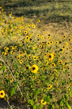 Ufka doğru uzanan parlak ayçiçekleriyle dolu engin, güzel bir tarla, arka planda usulca yükselen resimsel bir tepe.