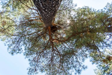 Altın güneş, yukarıdaki açık mavi gökyüzünde, uzun ve görkemli bir ağacın karmaşık dalları arasında yavaşça parlıyor.