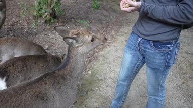 Ocak ayında Japonya, Nara 'da vahşi geyikleri beslemek 